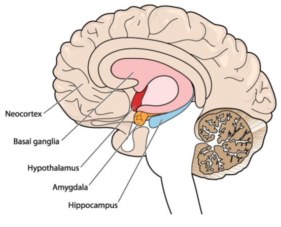 Amygdala and Anxiety