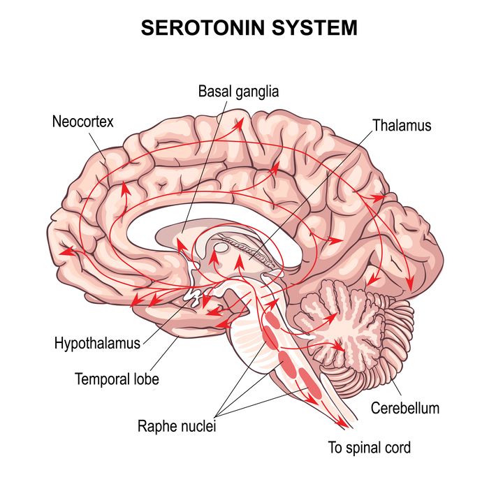 Serotonin system