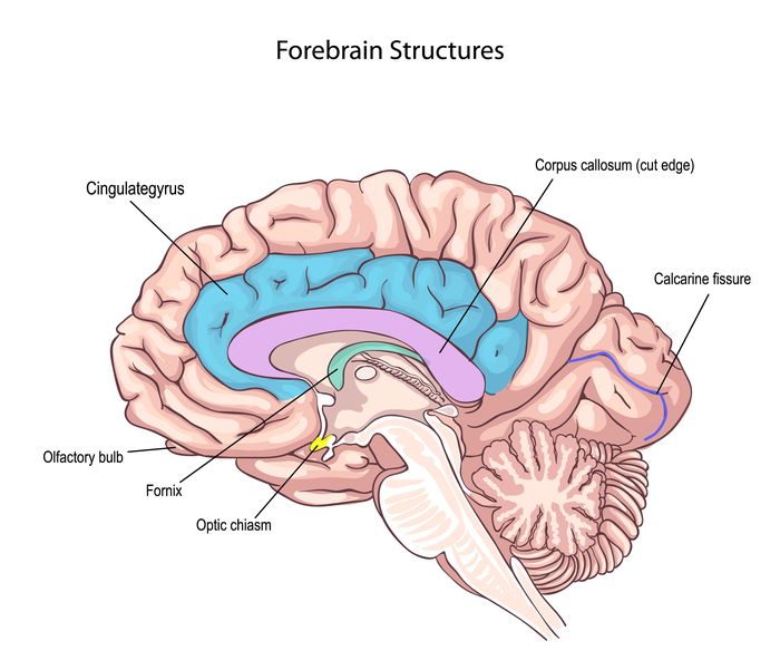  Corpus Callosum Functions