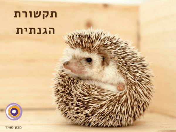 תקשורת הגנתית