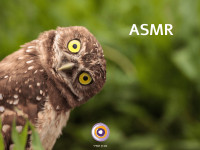 האם ASMR עוזר בהפחחת לחצים?
