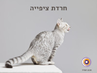 חרדת ציפייה