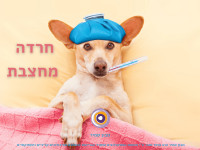 חרדה מחצבת