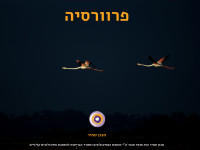 פרוורסיה